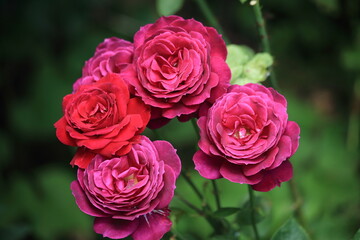 A bush of large purple roses. Selective focus. High quality photo