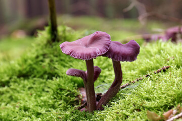 Amethyst deceiver - edible mushroom