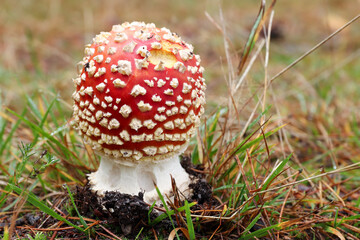 Mushroom Amanita Muscaria