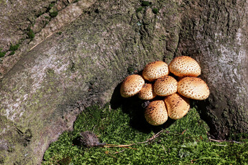 Pholiota squarrosa, commonly known as the shaggy scalycap