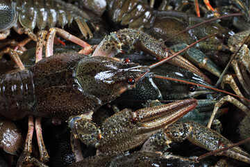 River live crayfish in a bowl close-up
