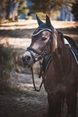 Obraz premium Reitpferd / Reitpony