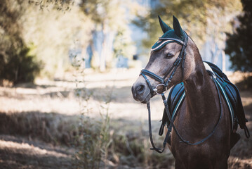 Obraz premium Reitpferd / Reitpony