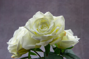 artificial rose on black background