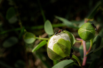 Flower photos from natural environments