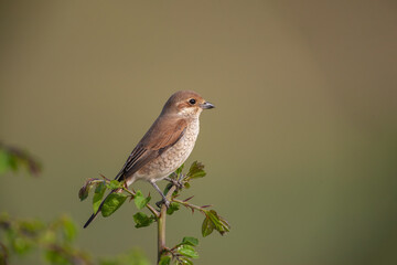 Red-backed Shrike (Lanius collurio) perched on tree branch