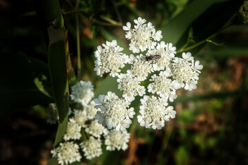 Flower photos from natural environments