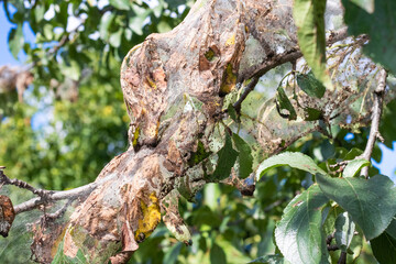 Fototapeta premium The branch of the tree is densely covered with cobwebs, in which the larvae of a white butterfly. The tree is affected by cobwebs