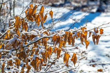 Snow-covered tree branch with dry leaves in the forest on a sunny day
