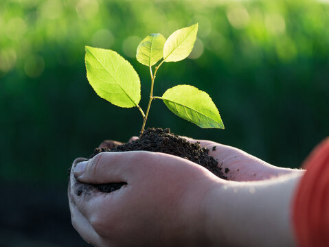 hands holding a green plant, natural background