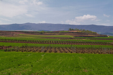 Fototapeta na wymiar Paisaje de viñedos en invierno de La Rioja Alta.