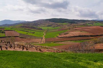 Naklejka premium Paisaje de viñedos en invierno de La Rioja Alta.