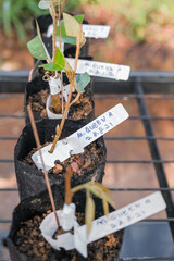 Close up shot of young baby durian tree with tagging of variety in nursery.
