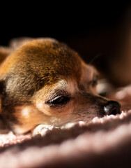 Photograph of a beautiful female chihuahua lying on her pink blanket sunbathing.