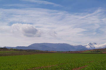 Obraz premium Paisaje de viñedos en invierno de La Rioja Alta.