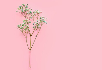 Beautiful colorful gypsophila flowers on color background