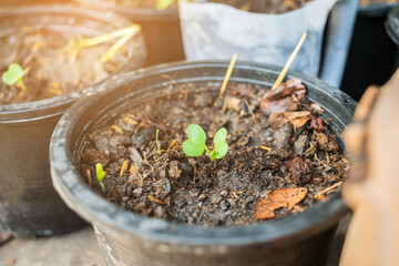 Young kale plant growing vegetables in a pot concept.