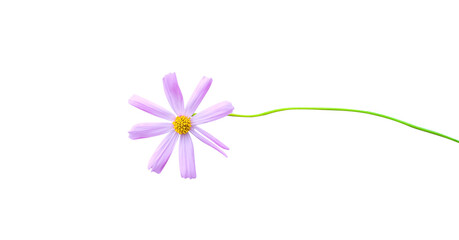 Light pink cosmos bipinnatus flower and long green stem isolated on white background , clipping path