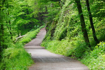 winding trail up the mountain through a green spring forest in sunlight and shade