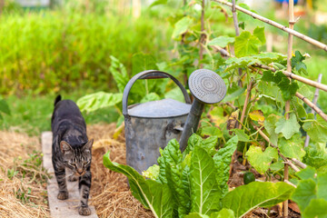 Au potager - Gros plan sur une pomme d'arrosoir entre des rang d'haricots verts