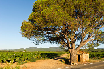 Vineyard stone hut, Orb Valley, Languedoc Roussillon, France