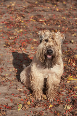 Funny irish soft coated wheaten terrier. A fluffy dog sits on a wooden deck strewn with leaves and berries of mountain ash.