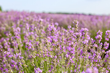 Fototapeta na wymiar Beautiful lavender field on summer day, closeup