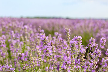 Beautiful lavender field on summer day, closeup