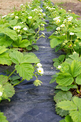 Long beds with strawberries. Blooming strawberry bushes. Summer strawberry seedlings