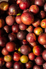 Fruits of Camu Camu (Myrciaria dubia), after harvest, in Iquitos - Peru