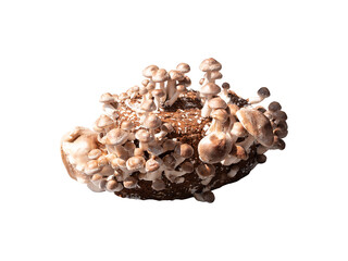 Group of edible mushroom on planting material isolated on white