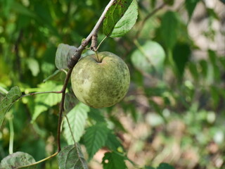 apple on tree