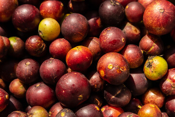 Fruits of Camu Camu (Myrciaria dubia), after harvest, in Iquitos - Peru
