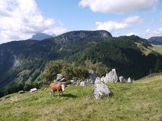 Die Kammerlingalm