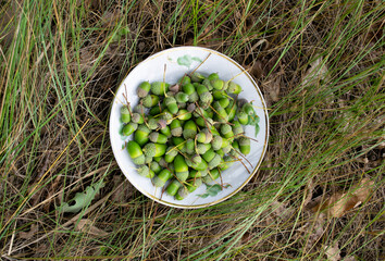 Green acorn in a plate with green acorns on the grass. Autumn harvest.