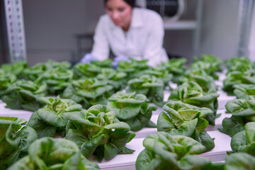 Agronomist examining lettuce in laboratory