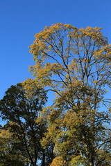 Autumn pattern of trees on the background of the blue skyl. High quality photo