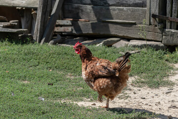 A hen stands on one leg in a grassy village yard in front of an old wooden building