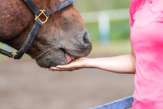 The horse licks the palm