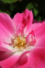 Fototapeta na wymiar close up of a rose