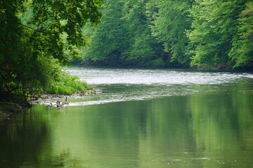 View of the wupper as a green shimmering forest river in the spring sunlight on which a goose family swims