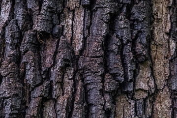 hard structured tree skin