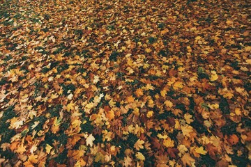 Autumn winter in Greenwich park, London, England