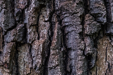 hard structured tree skin