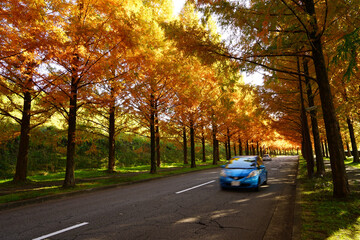 金沢太陽が丘の紅葉したメタセコイア並木道をドライブ - obrazy, fototapety, plakaty