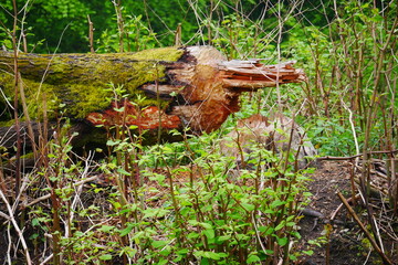 a tree gnawed by beavers and fallen over with bite marks from beaver teeth Castoridae