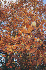 Autumn winter in Greenwich park, London, England