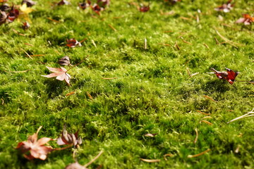 兼六園のヤマトフデゴケに落ち葉