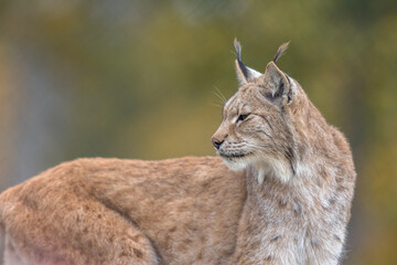 The Eurasian lynx - Lynx lynx - adult animal, autum colored vegetation