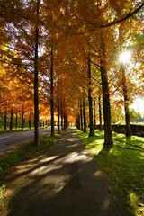 黄金に輝く金沢太陽が丘の紅葉したメタセコイア並木道
